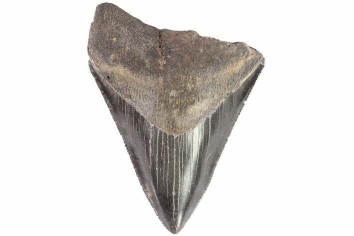 Bargain, Serrated, Fossil Megalodon Tooth - Georgia #77586